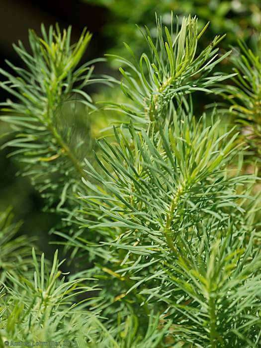 Euphorbia cyparissias