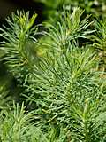 Euphorbia cyparissias