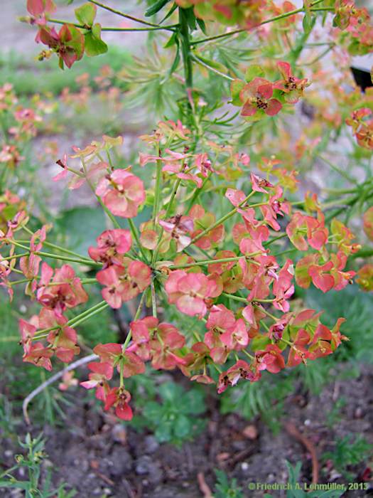 Euphorbia cyparissias