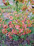 Euphorbia cyparissias