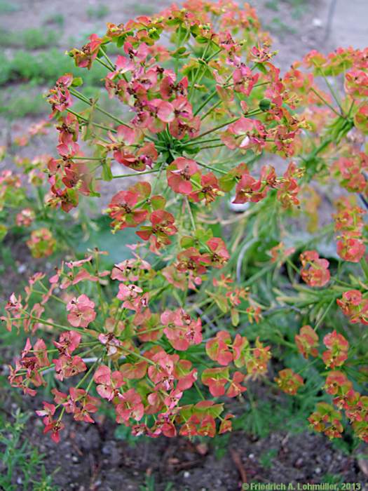 Euphorbia cyparissias