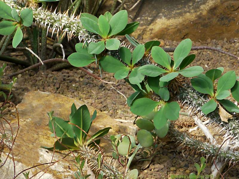 Euphorbia didiereoides