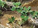 Euphorbia didiereoides