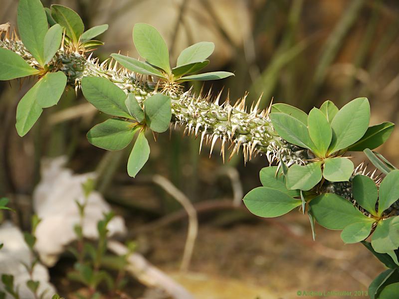 Euphorbia didiereoides