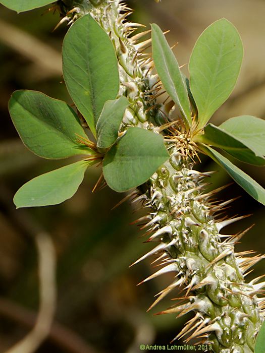 Euphorbia didiereoides