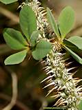 Euphorbia didiereoides