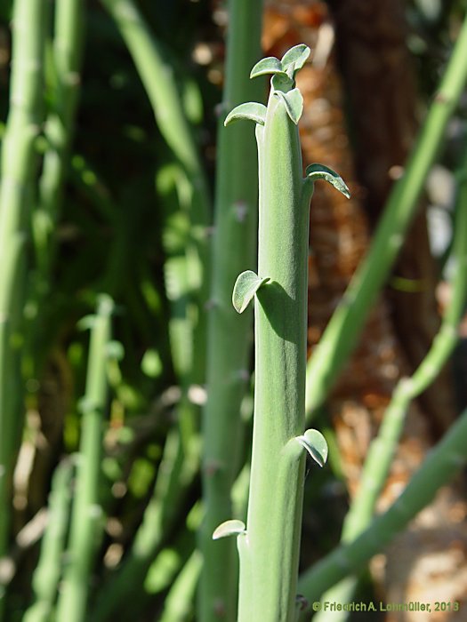 Euphorbia dregeana