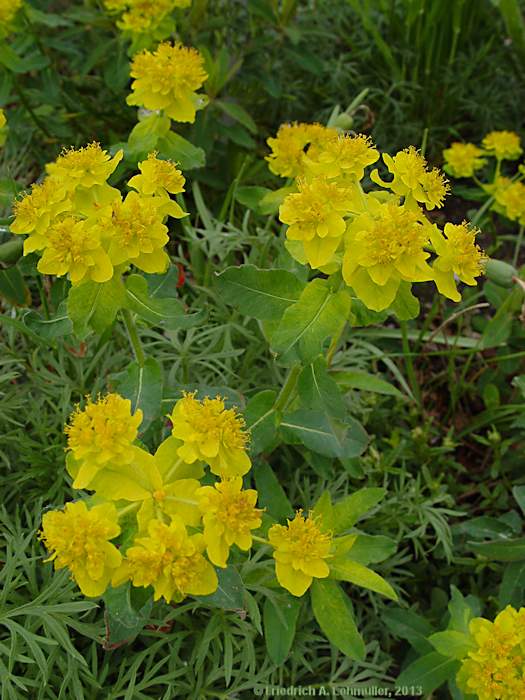 Euphorbia epithymoides