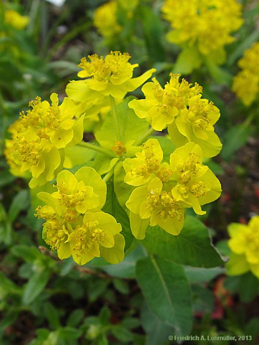 Euphorbia epithymoides