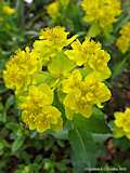 Euphorbia epithymoides