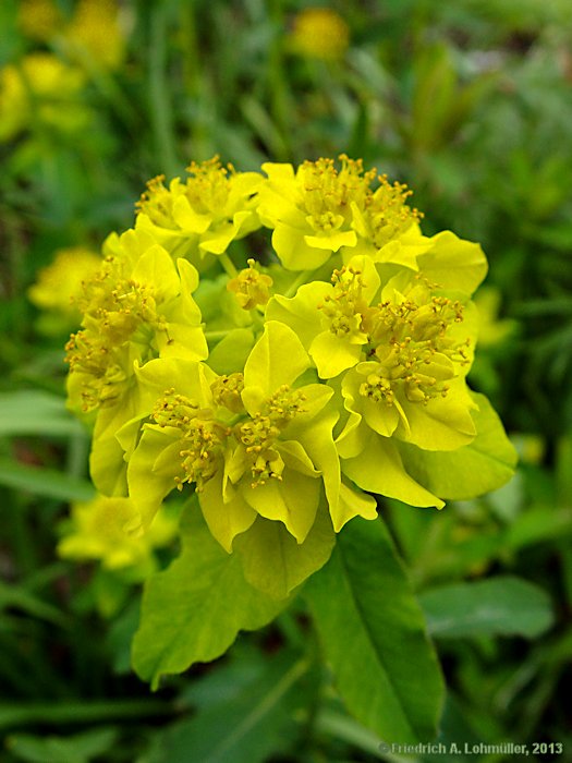 Euphorbia epithymoides