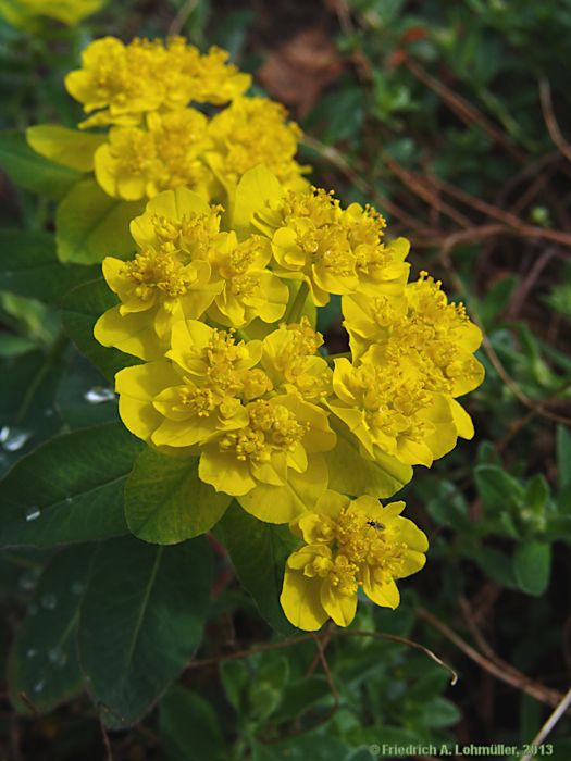 Euphorbia epithymoides