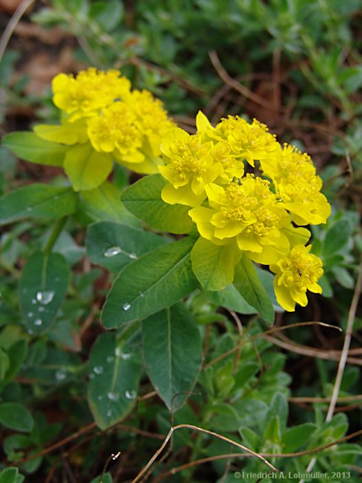 Euphorbia epithymoides