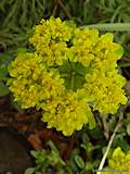 Euphorbia epithymoides