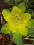 Euphorbia epithymoides