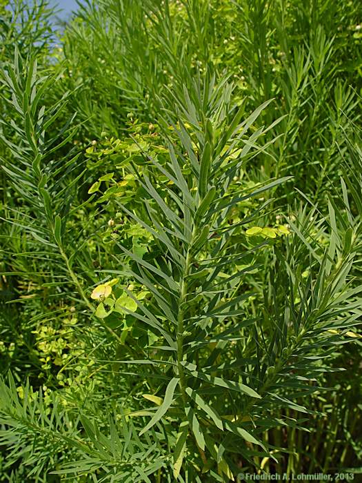 Euphorbia esula