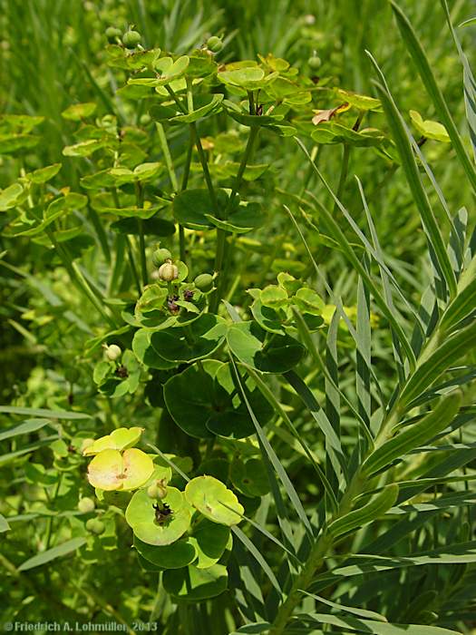 Euphorbia esula