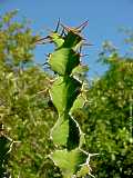 Euphorbia grandicornis