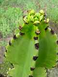 Euphorbia species