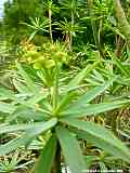 Euphorbia broussonetii