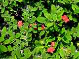 Euphorbia splendens