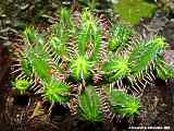 Euphorbia aggregata