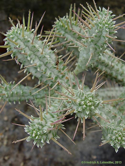 Euphorbia fimbriata