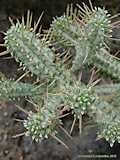 Euphorbia fimbriata