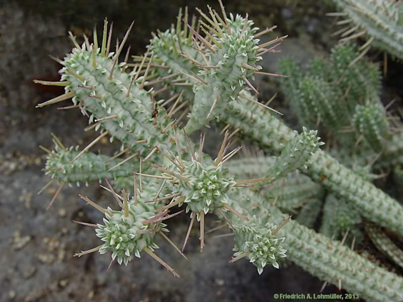 Euphorbia fimbriata