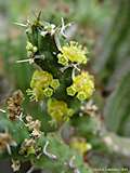 Euphorbia furcata