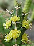 Euphorbia furcata