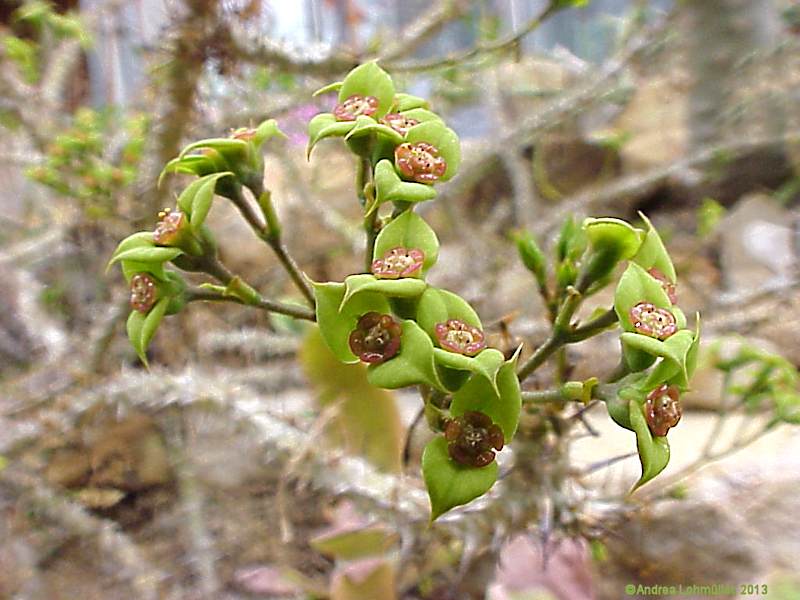 Euphorbia genoudiana