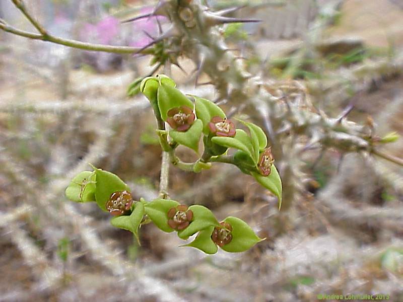 Euphorbia genoudiana