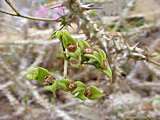 Euphorbia genoudiana