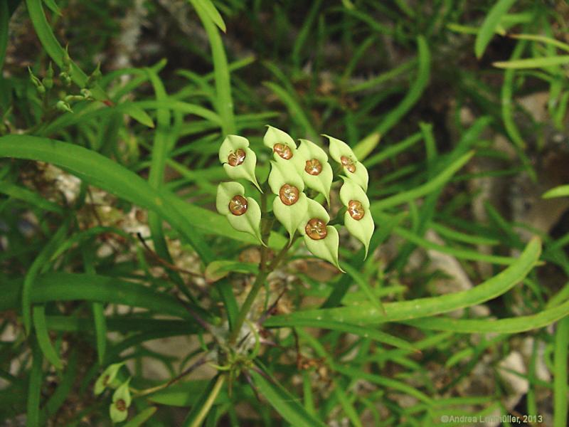 Euphorbia genoudiana