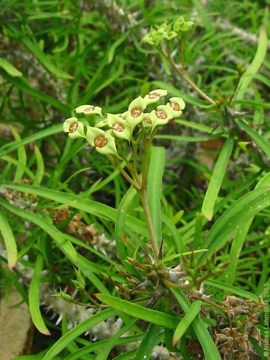 Euphorbia genoudiana