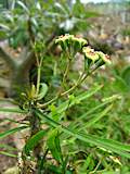 Euphorbia genoudiana