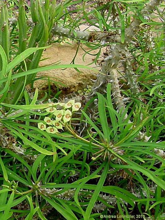 Euphorbia genoudiana