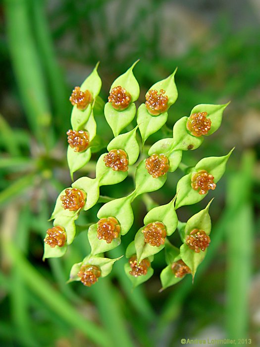 Euphorbia genoudiana