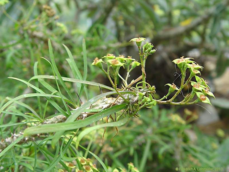 Euphorbia genoudiana