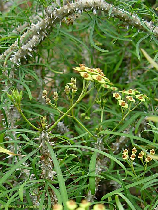 Euphorbia genoudiana