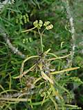 Euphorbia genoudiana