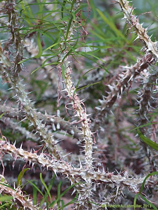 Euphorbia genoudiana