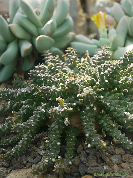 Euphorbia gorgonis