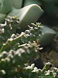 Euphorbia gorgonis