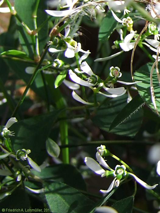 Euphorbia graminea 'Diamond Frost'