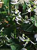 Euphorbia graminea 'Diamond Frost'