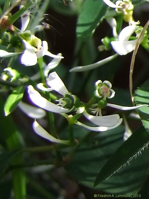 Euphorbia graminea 'Diamond Frost'