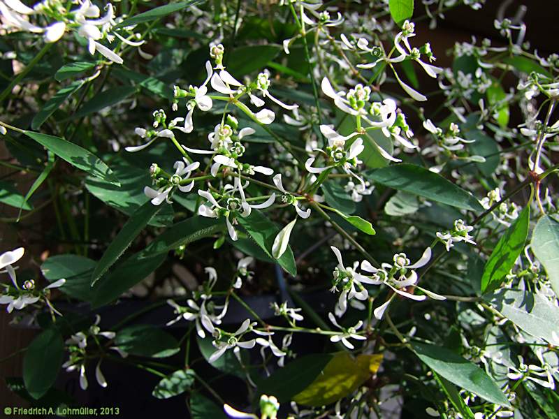 Euphorbia graminea 'Diamond Frost'