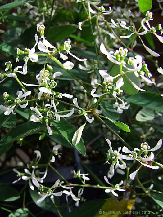 Euphorbia graminea 'Diamond Frost'